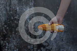 Holding an ear of corn in hand
