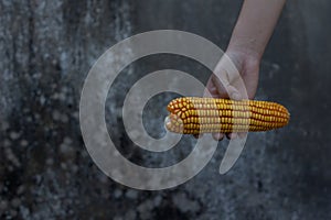 Holding an ear of corn in hand