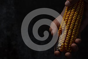 Holding an ear of corn in hand