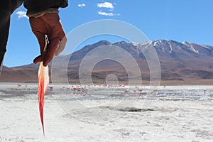 Holding a flamingo feather watching flamingos