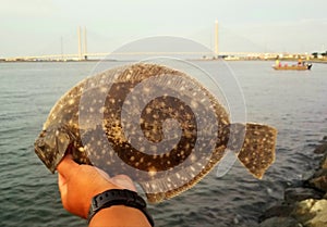 Holding a flounder before its being released