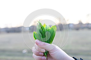 Holding fresh bear garlic