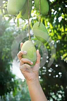Holding a fresh mango on a tree