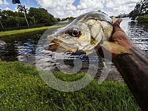 Holding A Freshwater Snook