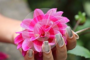 Holding a fully blooming pink dahlia flower, Beautiful natural flowers