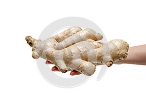 Holding ginger root isolated on white background