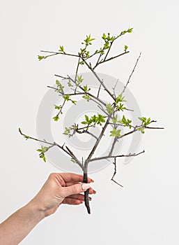 Holding green branch plant in a hand