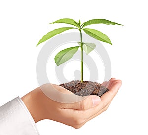 Holding green plant in hand