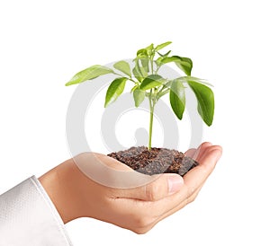 Holding green plant in hand