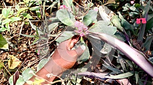 Holding a growing rose flower for environmental beautification