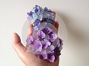 Holding hydrangea flowers