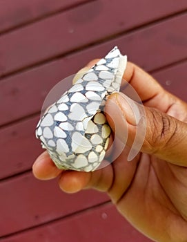 Holding a junonia seashell with beautiful pattern