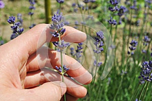 Holding a Lavender flower