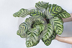 Holding a leafy calathea makoyana houseplant.