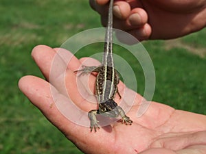 Holding lizard
