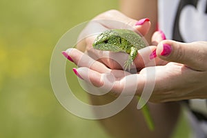 Holding a lizard