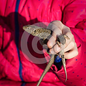 Holding a lizard in hands