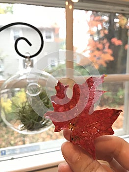 Holding maple leaf next to the window.