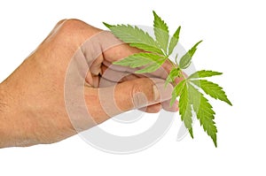 Holding marijuana stem