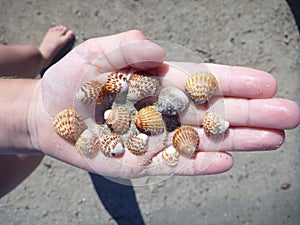 Holding mussels in the hand photo