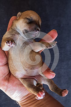 Holding a newborn puppy dog in the hand