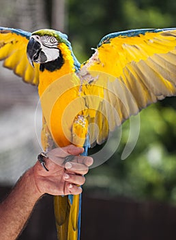 Holding a parrot in the hand