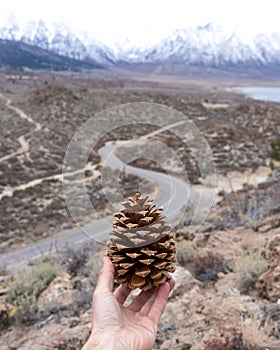 Holding a pine cone to the light with a winding road and the Sierra Nevada