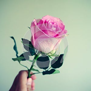 Holding pink rose