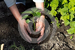 Holding a plant isolated on a nature background