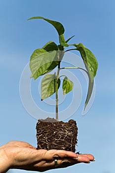 Holding a plant isolated on a nature background