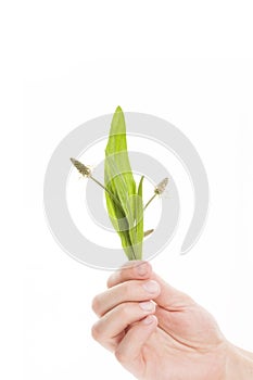 Holding plantago plant in hand isolated.