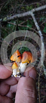 Holding pointy orange cap mushroom cluster