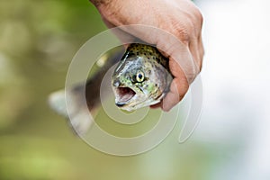 Holding rainbow trout. Male hands holding rainbow trout. Rainbow trouts close-up in hand, water. The rainbow trout in