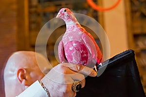 holding a red dove in his hand. a dove on his hand . a pink dove sits on his hand at a bird show