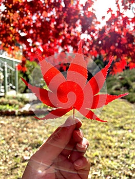 Holding a red maple leaf with maple tree background