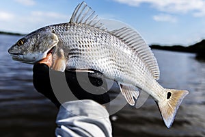 Holding a redfish