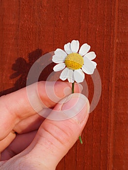 Holding a single Mayweed flower