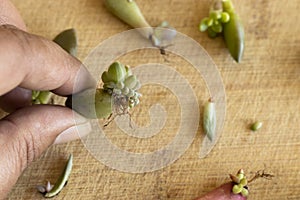 Holding a single succulent leaf successfully propagated photo