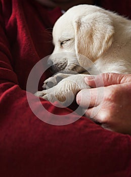 Holding a Sleepy Puppy