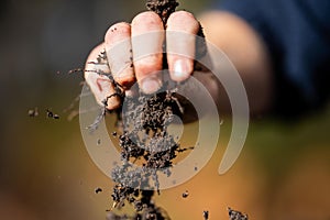 Holding soil in a hand, feeling compost in a field in Tasmania Australia