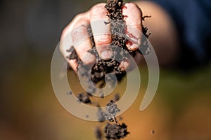 Holding soil in a hand, feeling compost in a field in Tasmania Australia