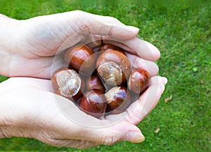 Holding some Conkers