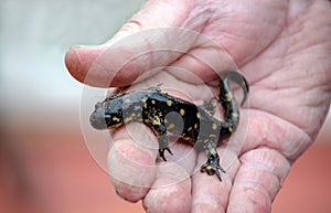 Holding a spotted salamader