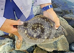 Holding a summer flounder