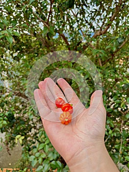 Holding three red pitangas in the palm of hand in front of a pitanga tree