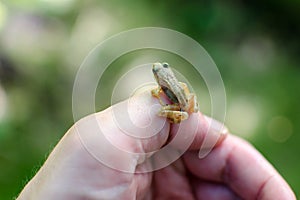 Holding Tiny Frog