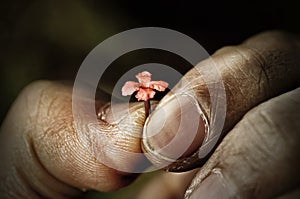 Holding tiny small flower