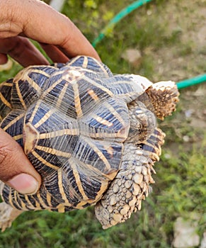 Holding Tortoises are reptile species of the family Testudinidae of the order Testudines