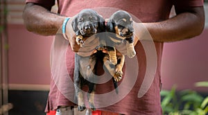 Holding two newborn dachshund pups in the air by its owner, two weeks old puppies looking so innocent and adorable together. black