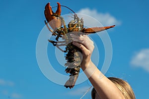 Holding up a live female lobster with eggs in Boothbay Harbor Maine on a sunny summer day